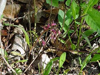 seeds and leaves