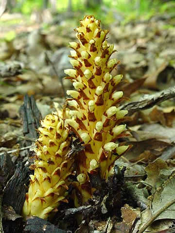 the entire plant