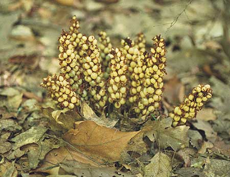 in seed