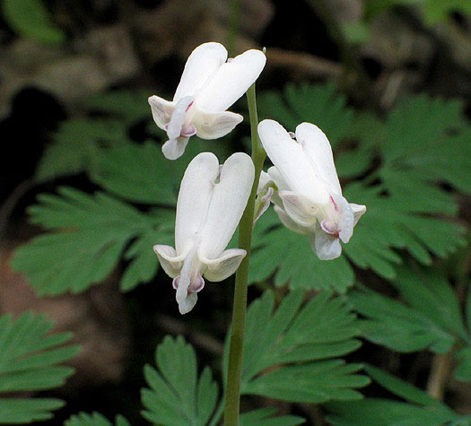 flowers and leaves