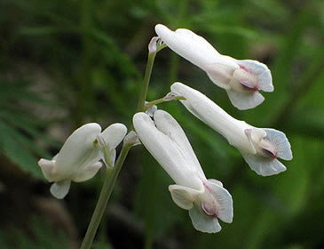 flowers up close