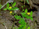 a small plant