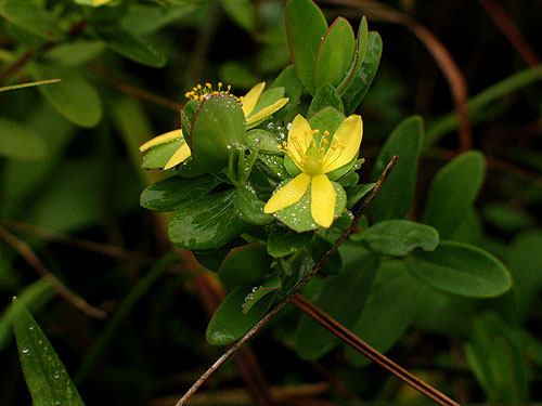 the flower up close