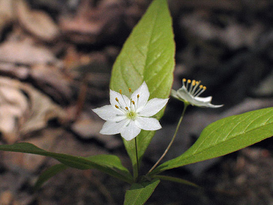 flowers and leaves