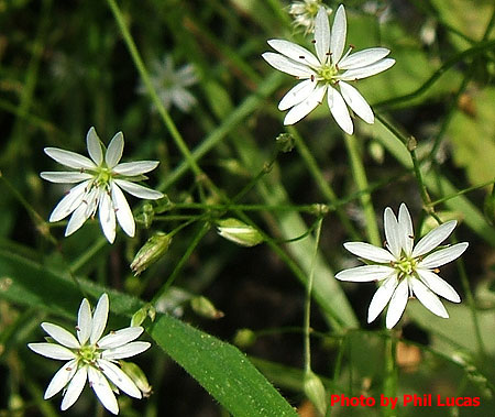 flowers up close
