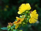 flowers up close