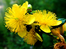 flowers up close