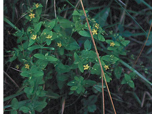 the entire plant