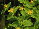 more views of the flowers