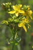another view of the flowers