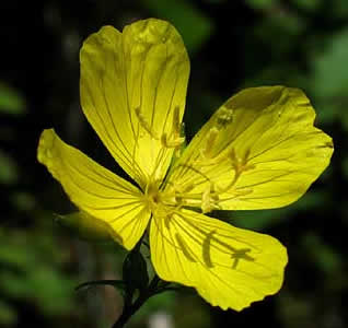 flower up close
