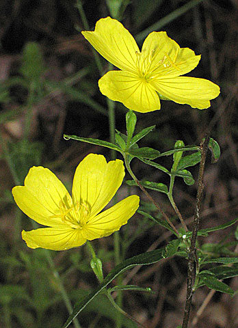 leaves and flowers