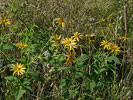 a grouping of plants