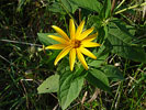 flower and leaves