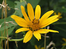 flower up close