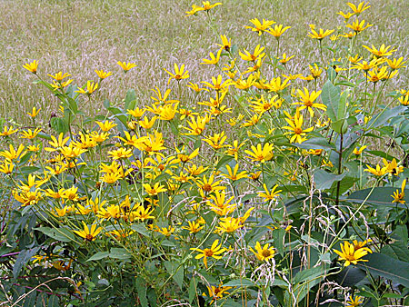 a filed of flowers