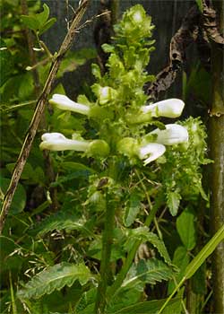 the entire plant