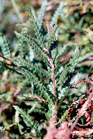 leaves of the shrub
