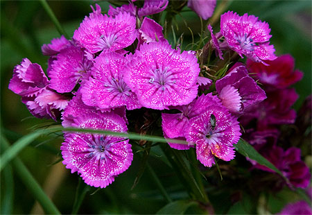 flowers up close