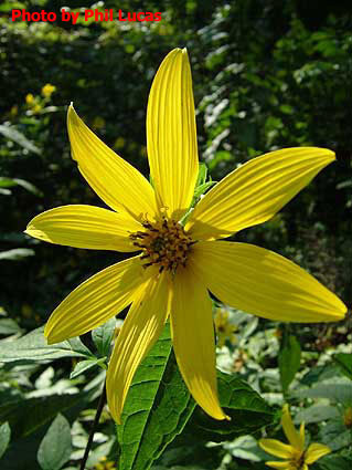 the flower