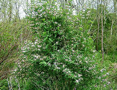 an entire shrub