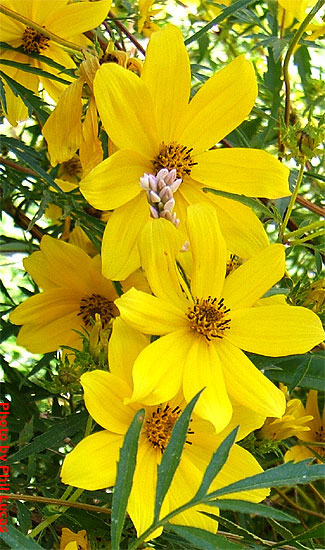 flowers up close