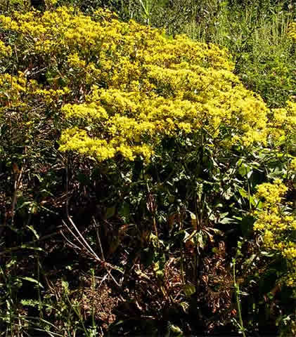 almost a shrub