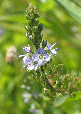 flowers up close
