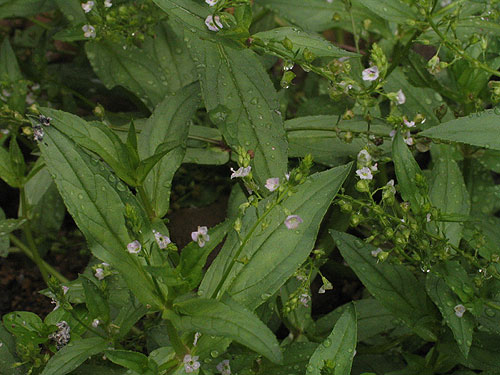 very tiny blue flowers