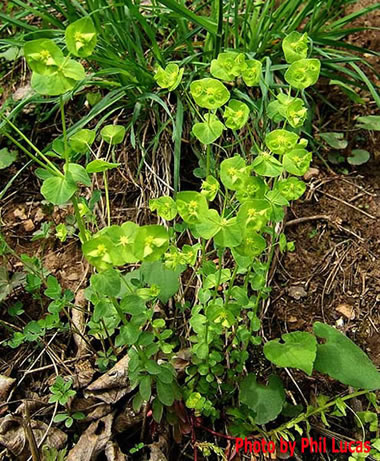 the plant