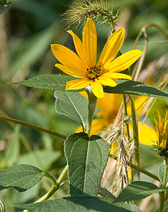 note the thick leaves
