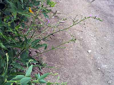 the entire plant