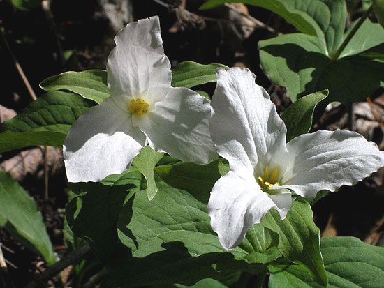 the bright white flowers