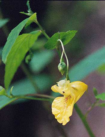 flower and leaves