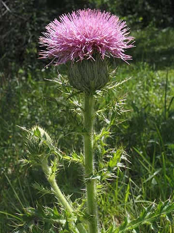 flower and leaves