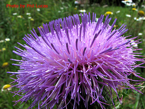 close up of the flower head