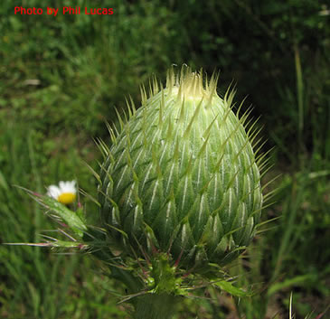 the unopend flower head