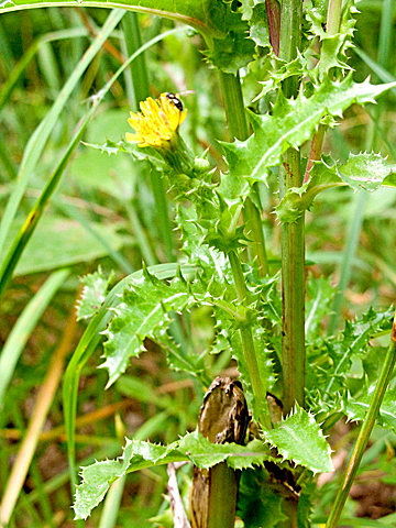 flower and leaves
