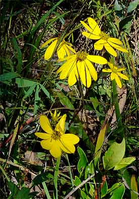 flowers and leaves