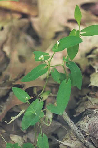 flowers and leaves