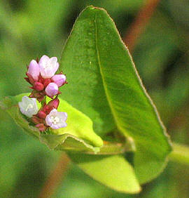 flowers up close