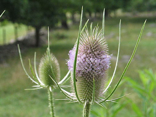 the flower head