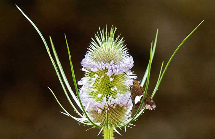a butterfly attractor