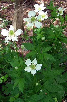flowers and leaves
