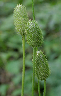 seed heads