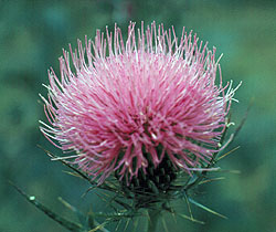 the flower