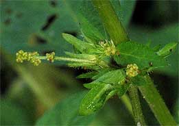 clower up close