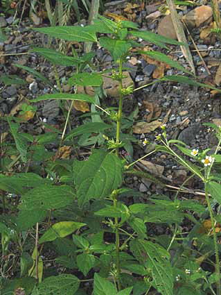 entire plant