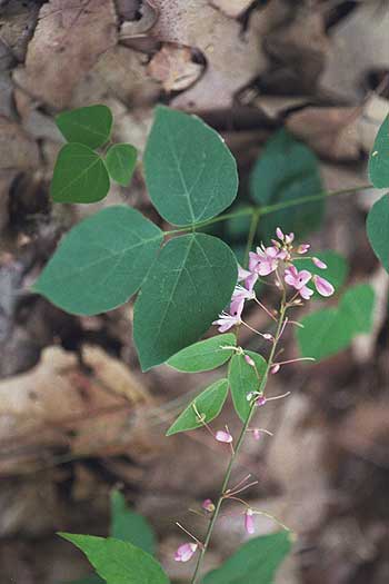 the entire plant