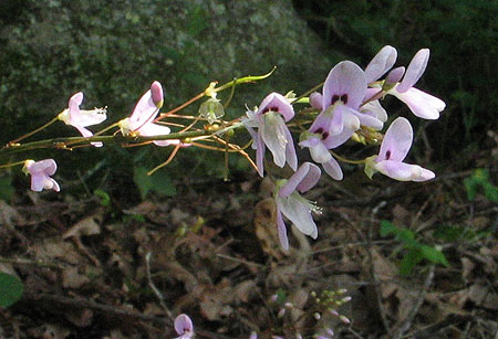 close up of the flower head